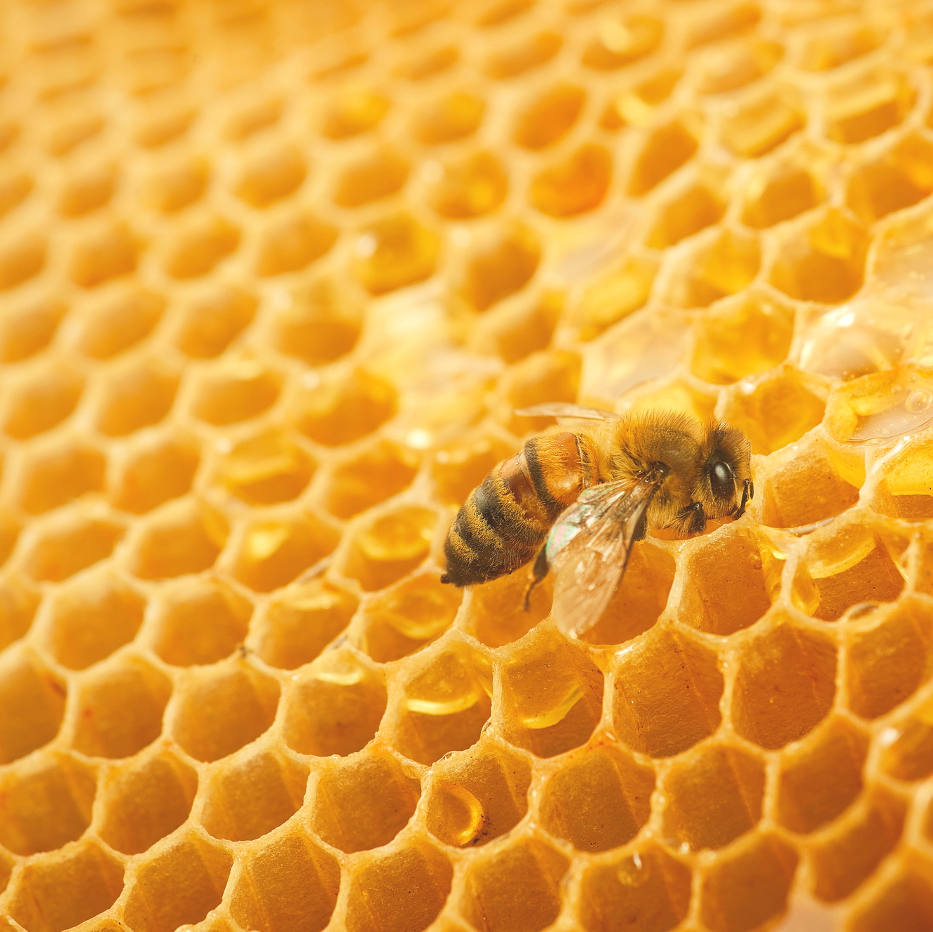 Пчеловодов должны проинформировать о предстоящих обработках сельхозугодий пестицидами