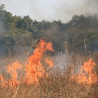 Используемые с нарушением требований пожарной безопасности земельные участки предлагается изымать