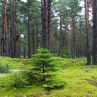 Все лесопарки станут преобразовывать в лесничества (с 1 июля)