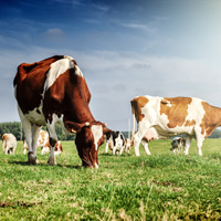 Предлагается ввести ограничение поголовья сельскохозяйственных животных в личном подсобном хозяйстве