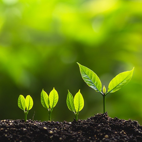 Бухгалтера оштрафовали на 15 тыс. руб. за неверный учет многолетних насаждений