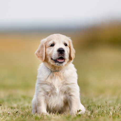 В России появился первый национальный стандарт для площадок выгула собак