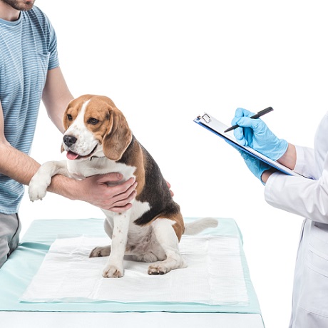 Утверждены правила проведения исследований лекарств, применяемых в ветеринарии