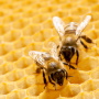 Вступит в силу закон о пчеловодстве
