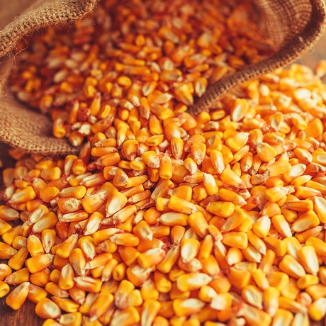 Установлен порядок возмещения производителям зерна части затрат на производство и реализацию продукции