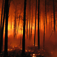 Лесные участки со всеми имеющимися на них лесными насаждениями могут начать страховать