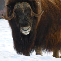 В УК РФ могут появиться критерии крупного ущерба, причиненного незаконной охотой