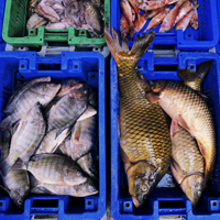 Всех рыбопромышленников могут перевести на льготное налогообложение