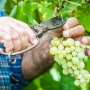 Планируется признать подакцизным товаром виноград, используемый для производства вин