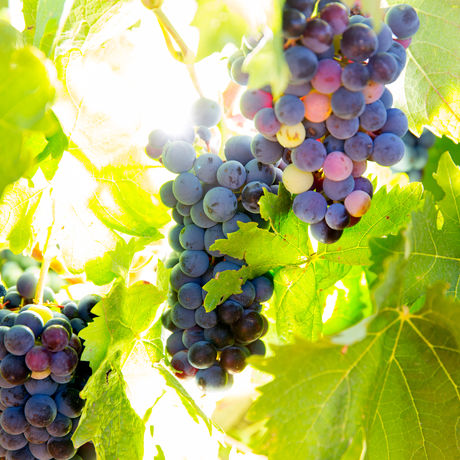 �������� �������� ����������� ����� ��������� ���������� ��� ������������ � ���������� ����������� ���������