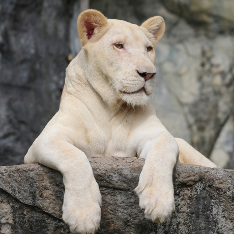 Кабмин скорректировал порядок получения лицензий для зоопарков и цирков