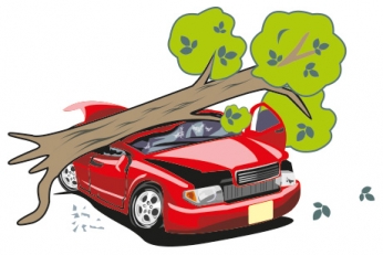 Дерево упало на машину: что делать, куда жаловаться, кто возместит ущерб?