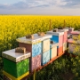 Госдума уточнит понятия "пасека" и "пчелиная семья"