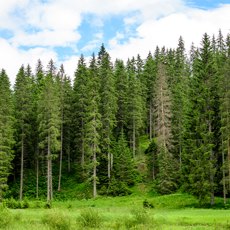 Работодатели могут присоединиться к отраслевому соглашению по лесному хозяйству