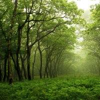 Утвержден план реализации программы развития лесного хозяйства до 2016 года