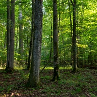 Не исключено, что арендовать лесной участок, находящийся в государственной или муниципальной собственности, можно будет по результатам конкурса