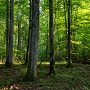 Не исключено, что арендовать лесной участок, находящийся в государственной или муниципальной собственности, можно будет по результатам конкурса