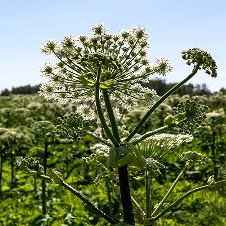 Российских землепользователей обязали бороться с борщевиком и амброзией
