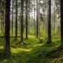Сегодня вступил в силу закон о лесной амнистии