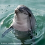С сентября следующего года будет запрещено вылавливать дельфинов и других морских млекопитающих для дельфинариев и океанариумов
