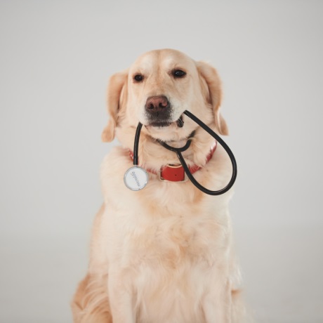 С 1 сентября вступят в силу новые правила оказания платных ветеринарных услуг