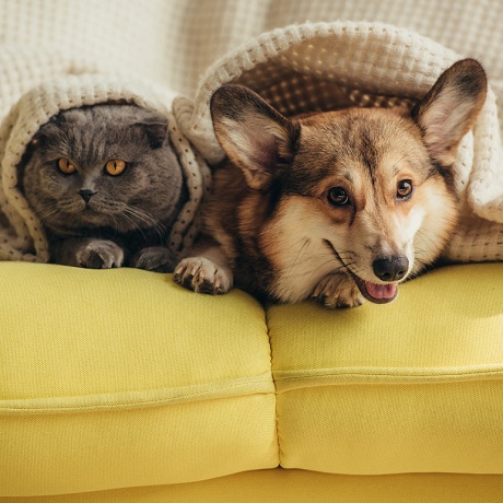 Использование домашних животных в коммерческих целях предлагается ограничить