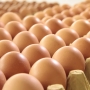 Пошлину на ввоз в Россию импортных куриных яиц обнулят