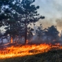 Президент РФ подписал указ о мерах по сокращению площади лесных пожаров к 2030 году