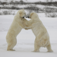 Всемирный фонд дикой природы попросил разъяснить понятие политической деятельности НКО