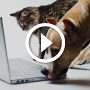 Правила содержания собак и кошек: федеральное законодательство и требования в Москве