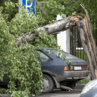 Дерево упало на автомобиль: УК должна доказать, что проводила обследование "своих" деревьев