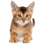 Можно ли вернуть котенка заводчику, если у его хозяйки появилась аллергия на кошек?