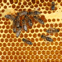 Суд может вынести запрет на содержание даже неагрессивных пород пчел, если рядом с пасекой проживают лица с аллергией на укусы пчел