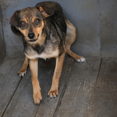 Подготовлены правила хранения, содержания и реализации животных, являющихся вещественными доказательствами по уголовным делам