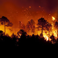 Президент РФ подписал указ о мерах по ликвидации последствий пожаров в ряде регионов