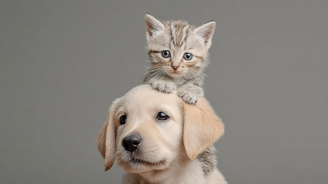 � ������ ���������� ������� ������ ������ ���������� �������� ��������