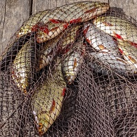 Уголовная ответственность за незаконную охоту и вылов рыбы может быть ужесточена