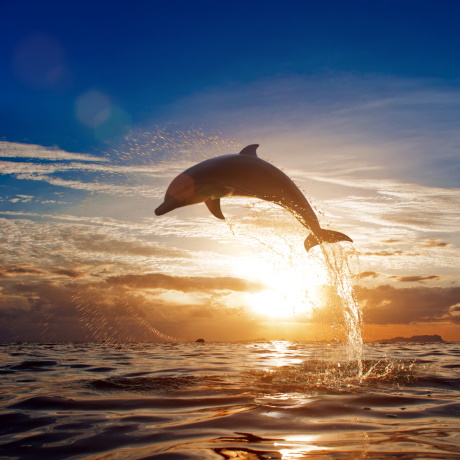 В России могут запретить дельфинарии и 