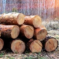 Экспорт круглого леса может оказаться под запретом