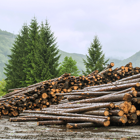 Минприроды России обновил список запрещенных к вырубке деревьев