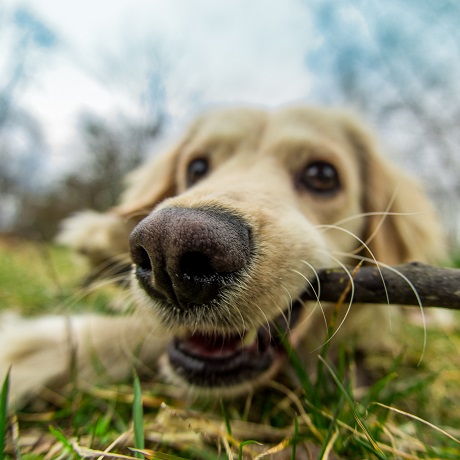 КоАП РФ дополнен новыми статьями, посвященными правонарушениям в области обращения с животными