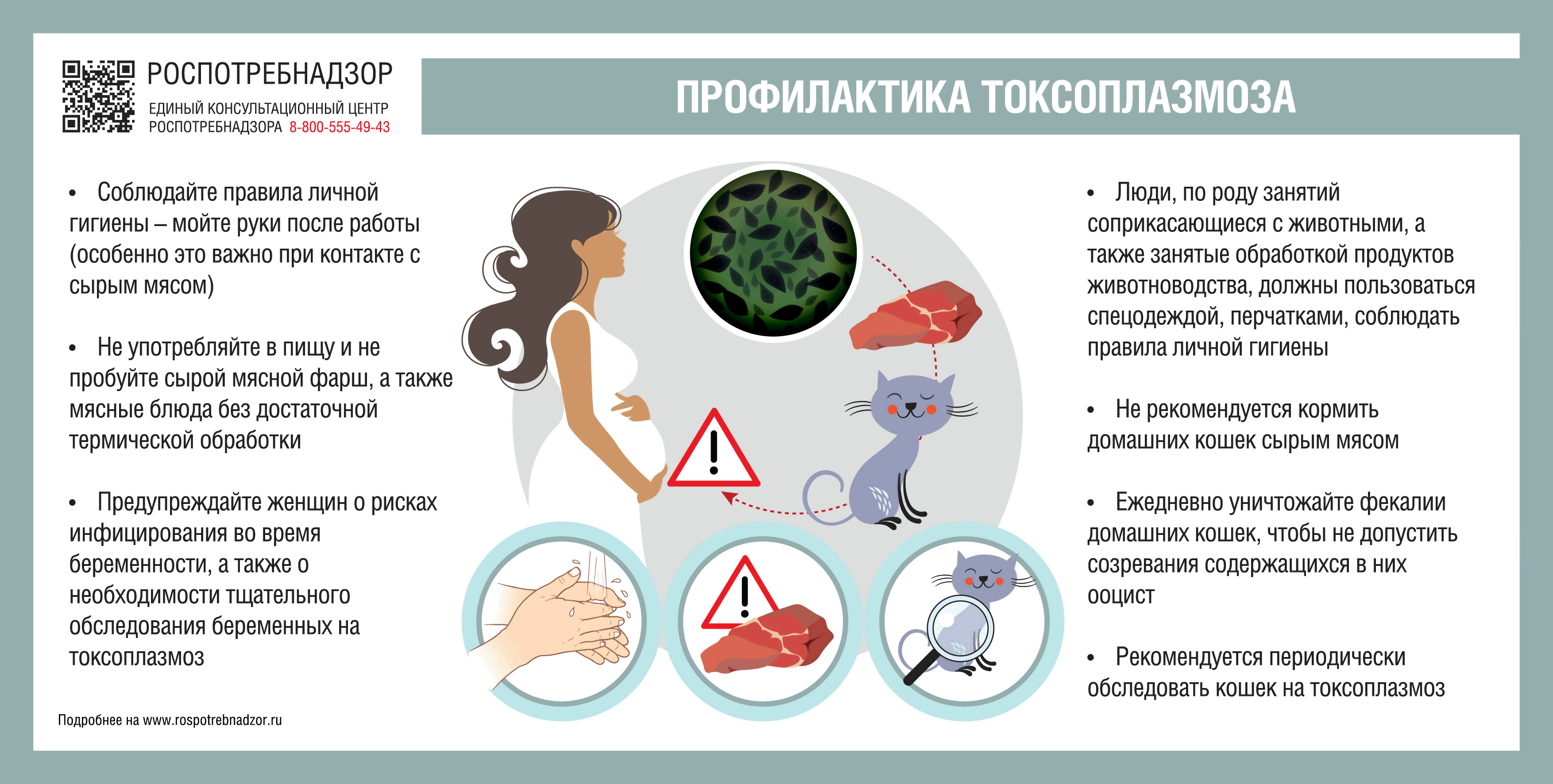 4 пути передачи токсоплазмоза собакам и как ими избежать