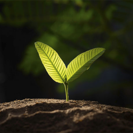 Двойственная природа селекционного достижения