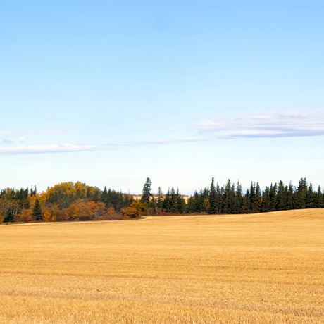 Пострадавшим от обстрелов сельскохозяйственным производителям сохранят статус