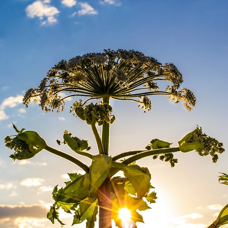 Владельцев подмосковных земельных участков, заросших борщевиком, будут штрафовать