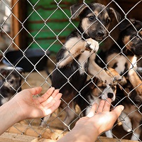 КС РФ призвал совершенствовать законодательство об обращении с безнадзорными животными