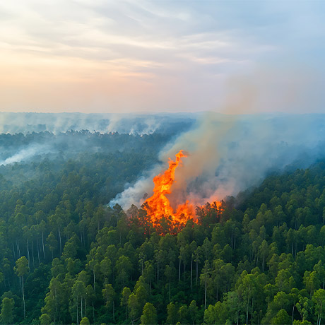 Класс природной пожарной опасности лесов будут определять по-новому
