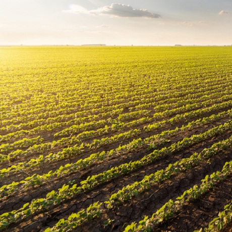 Административный штраф для юрлиц за непринятие мер по уничтожению дикорастущих растений, содержащих наркотические средства, может возрасти до 100 тыс. руб.