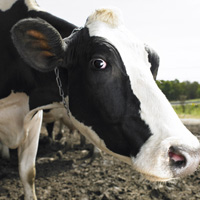 Для возмещения стоимости кредитов на развитие животноводства в 2016 году выделят более 30 млрд руб.