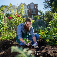 Правительство представило поправки к законопроекту о садоводстве, огородничестве и дачном хозяйстве